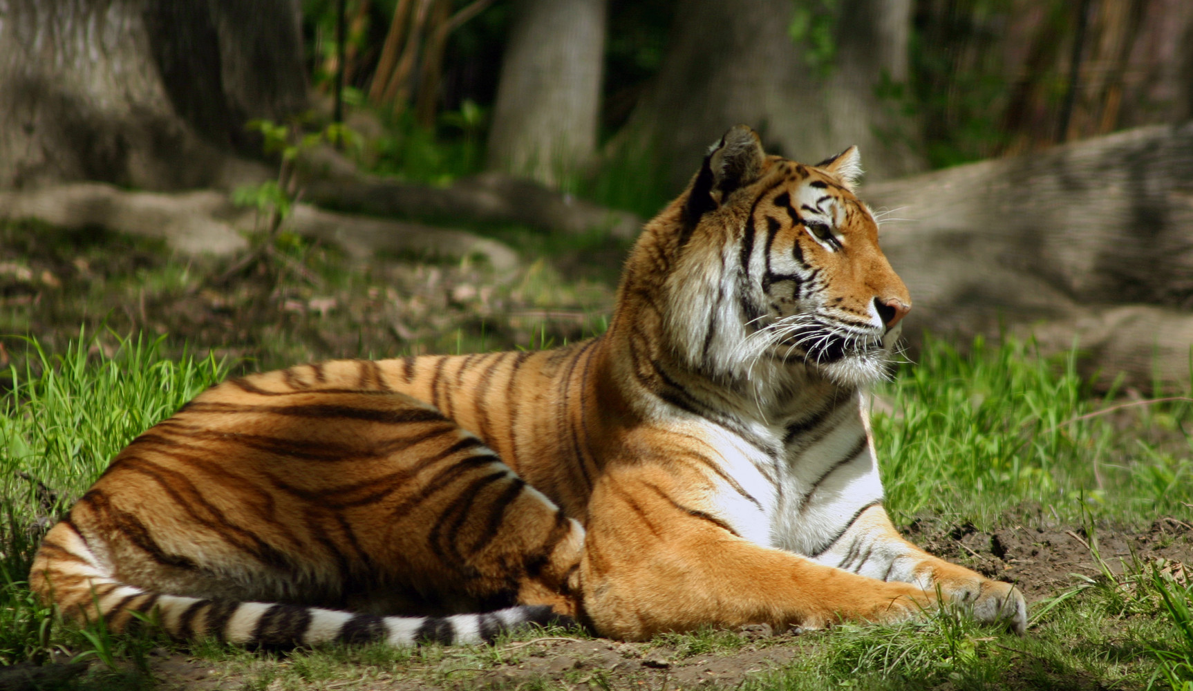 Bronx Zoo Siberian Tiger 2022